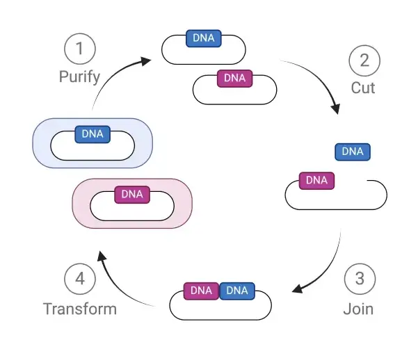 A diagram of the process of dna synthesis.